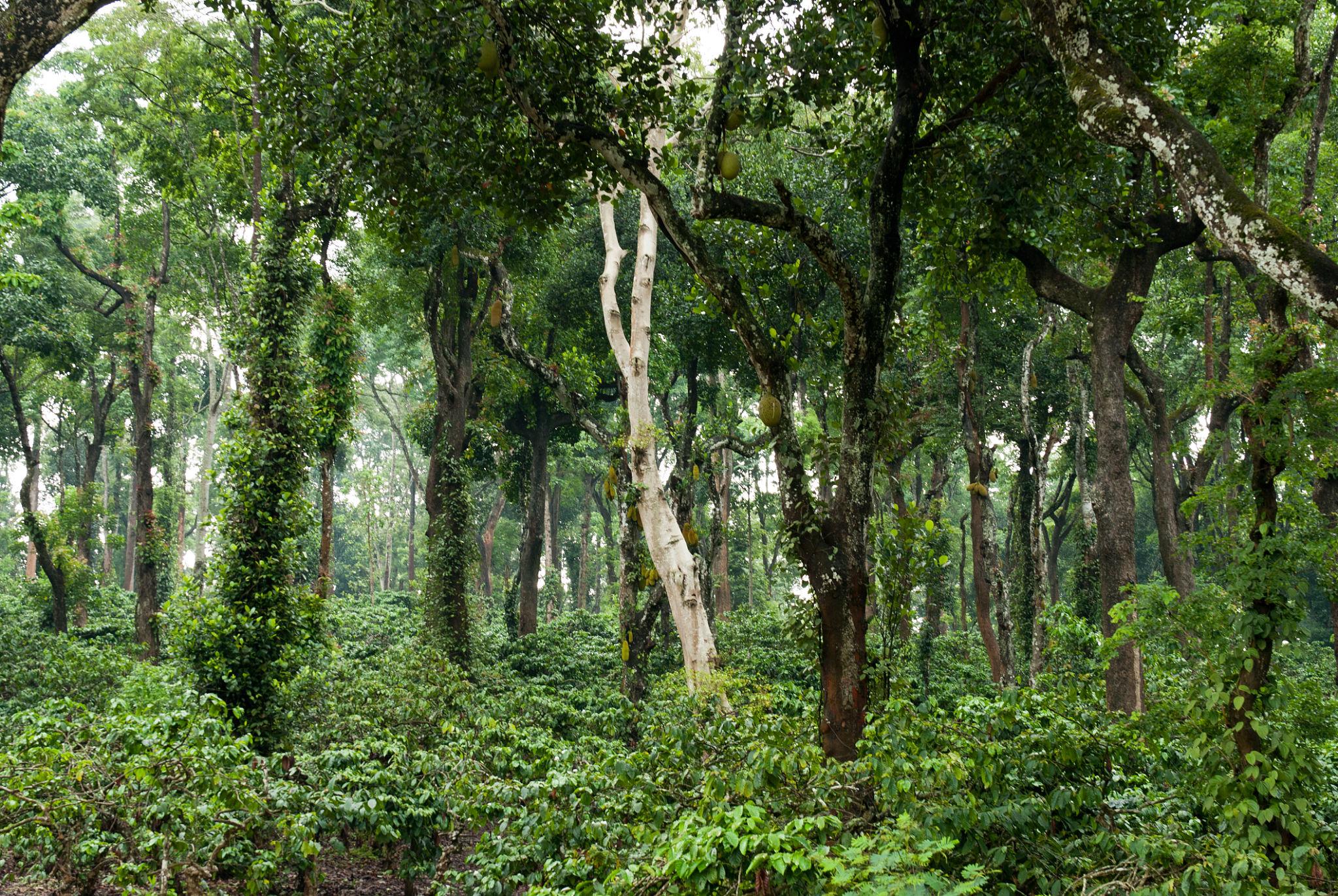 Coorg Karnataka Coffee Estates